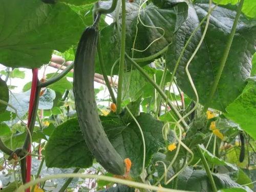 网红大瓜博雅吃瓜视频最全观看.朝阳吃瓜网,朝阳吃瓜网带你领略网红大瓜魅力